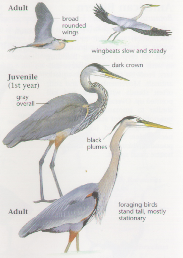 Grey heron in a bird guide